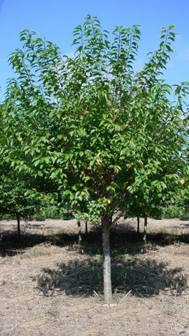 kwanzan cherry tree pictures. Cherry - Kwanzan (Summer)